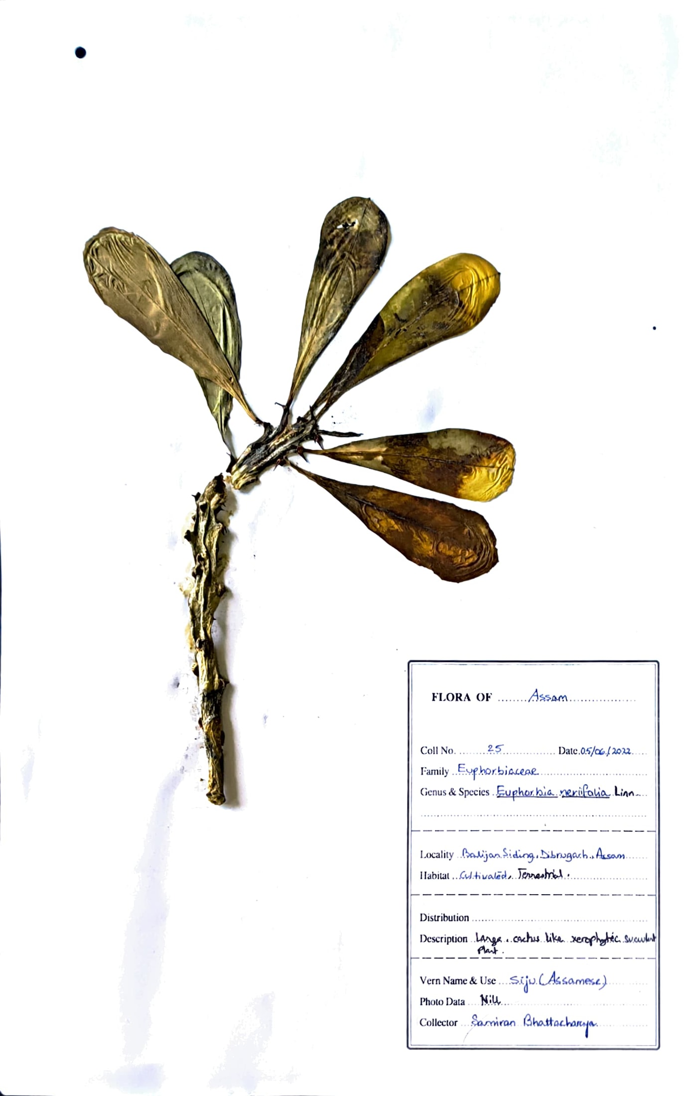 Siju (Ass.) (Herbarium)